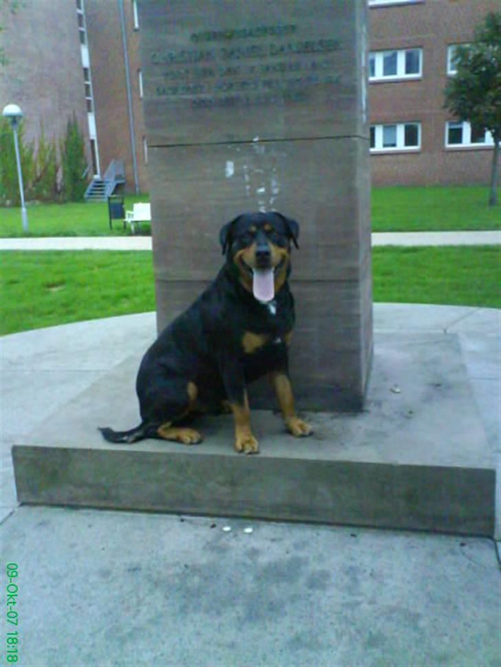 Rottweiler Buzz - Charmetrolden <3 R.I.P himmelhund) billede 10