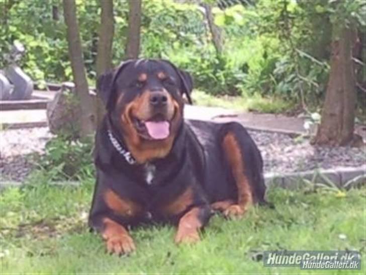 Rottweiler Buzz - Charmetrolden <3 R.I.P himmelhund) billede 11