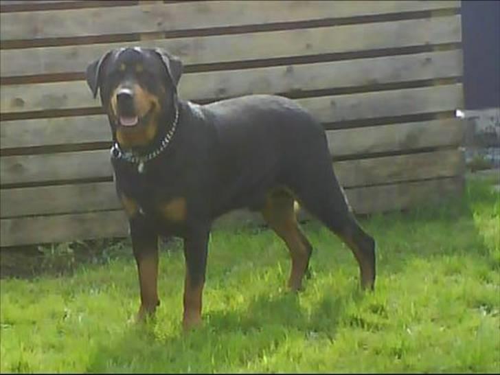 Rottweiler Buzz - Charmetrolden <3 R.I.P himmelhund) billede 12