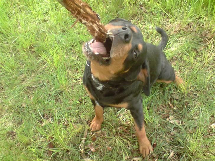 Rottweiler Buzz - Charmetrolden <3 R.I.P himmelhund) billede 13