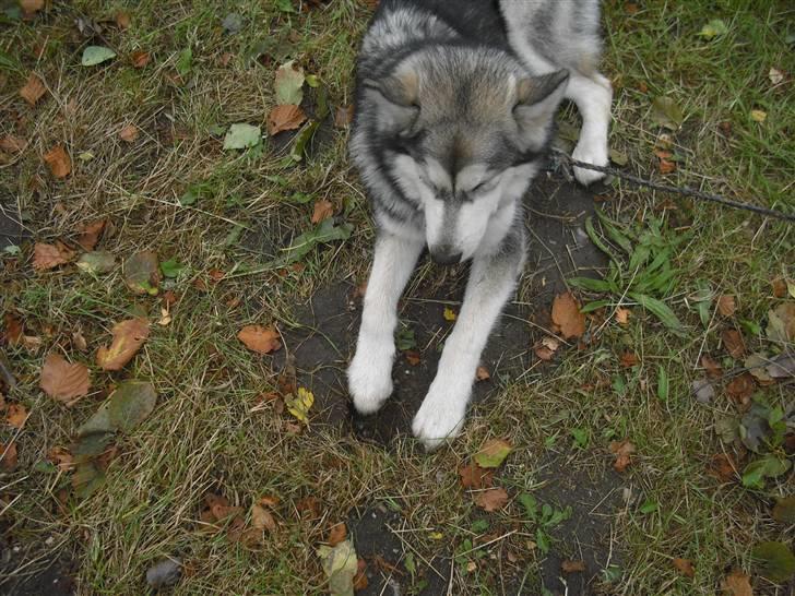 Alaskan malamute Leika - Graver.. billede 11