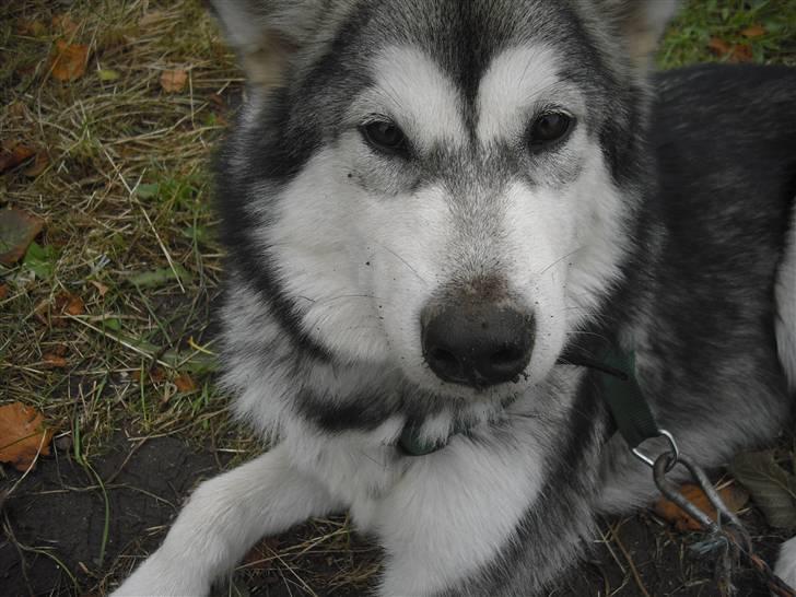 Alaskan malamute Leika billede 12