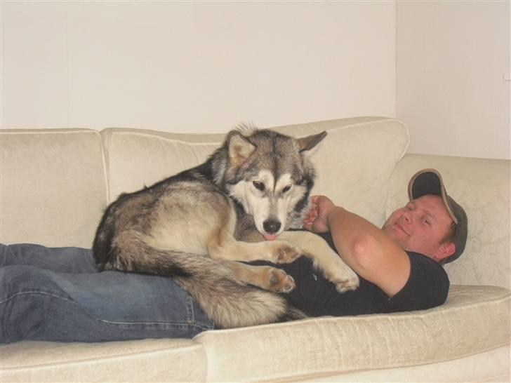 Alaskan malamute Leika - Mads og Leika..  billede 13