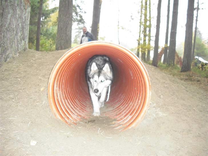 Alaskan malamute Leika - I hundeskoven! billede 14