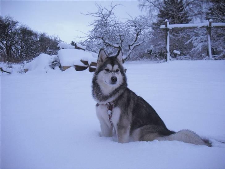 Alaskan malamute Leika - Sneen faldt i dec. 2009! Leikas første vinter!  billede 15