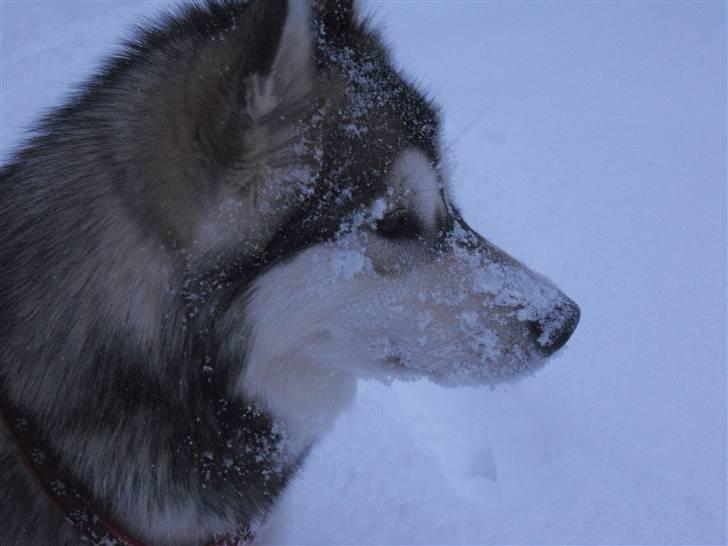 Alaskan malamute Leika billede 16