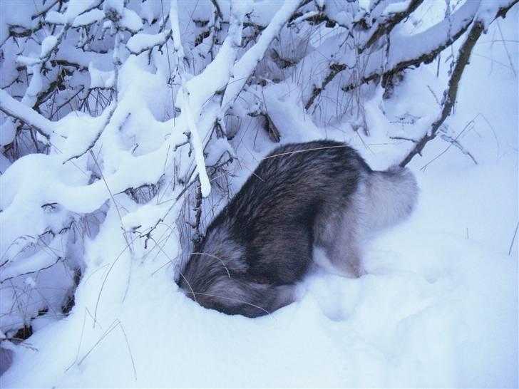 Alaskan malamute Leika billede 17