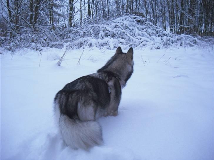 Alaskan malamute Leika billede 18