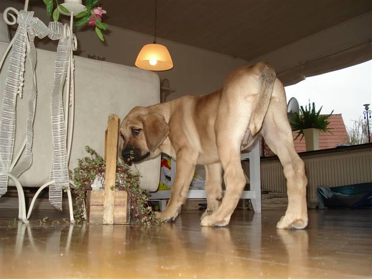 Broholmer Mikki billede 1