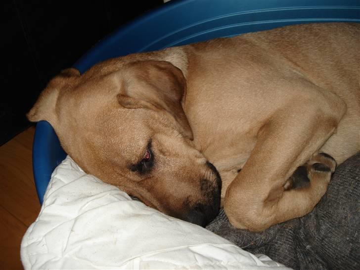 Broholmer Mikki billede 2