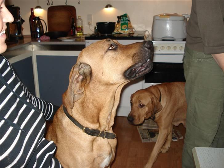 Broholmer Mikki billede 3