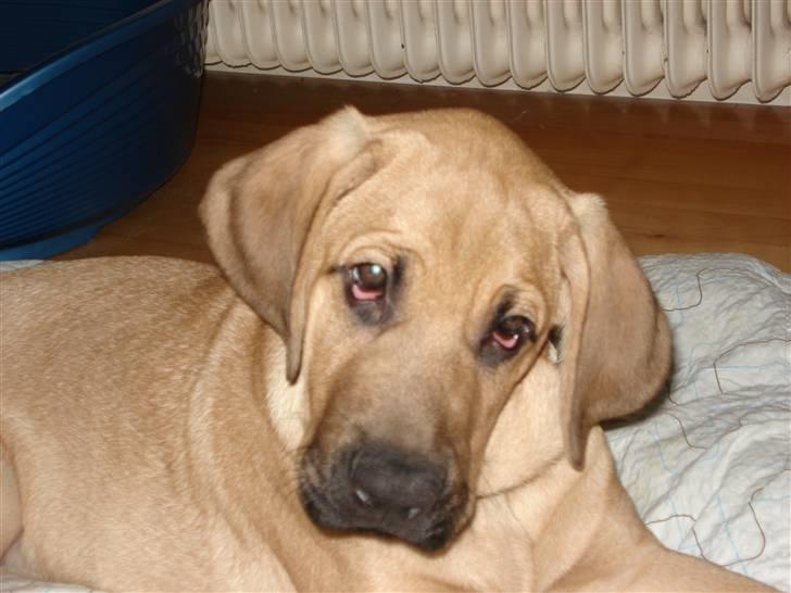 Broholmer Mikki billede 4