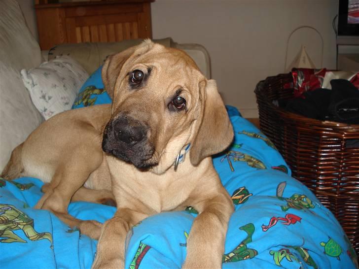 Broholmer Mikki billede 5