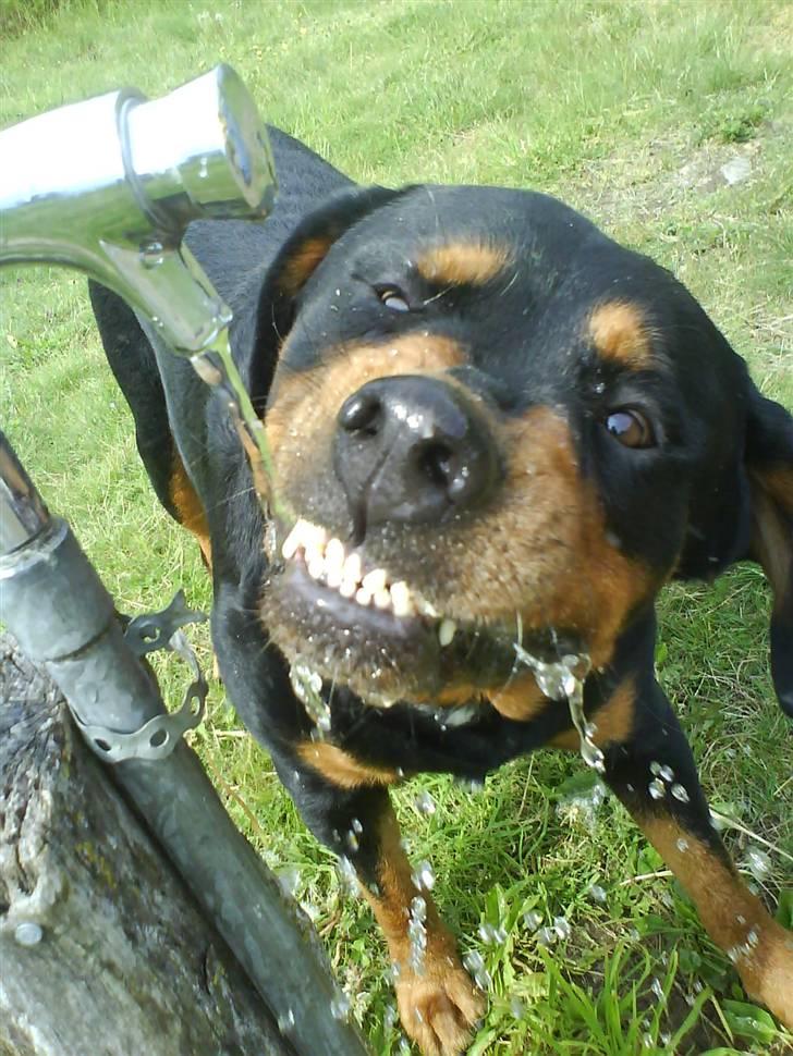 Rottweiler Buzz - Charmetrolden <3 R.I.P himmelhund) billede 14