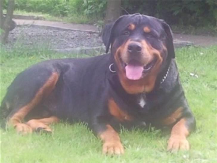 Rottweiler Buzz - Charmetrolden <3 R.I.P himmelhund) billede 15