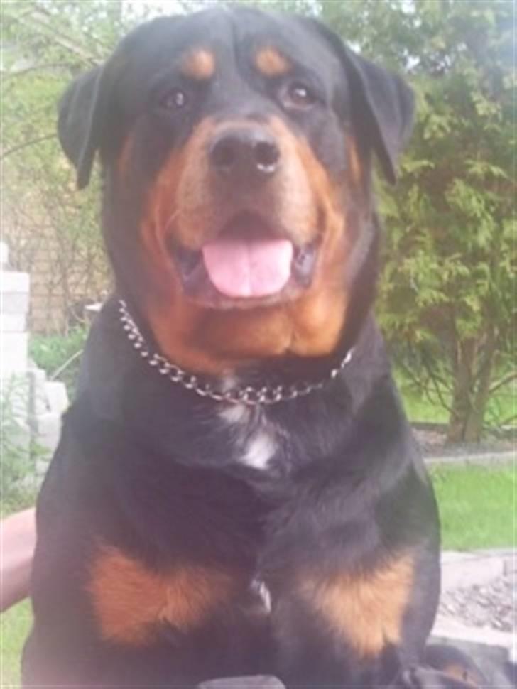 Rottweiler Buzz - Charmetrolden <3 R.I.P himmelhund) billede 16
