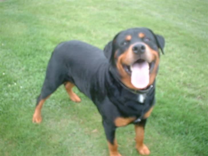 Rottweiler Buzz - Charmetrolden <3 R.I.P himmelhund) billede 17