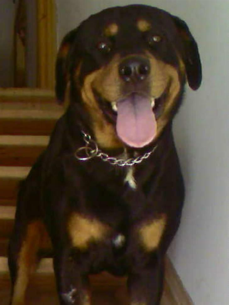 Rottweiler Buzz - Charmetrolden <3 R.I.P himmelhund) billede 18