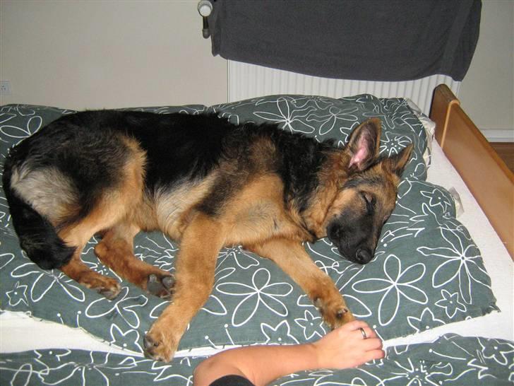 Schæferhund Rico RIP 12år gammel - 7 måneder, en lille lur i far og mors seng er altid godt... billede 17