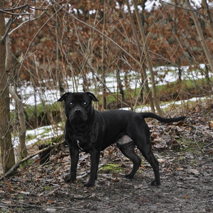 Staffordshire bull terrier Eddie billede 18
