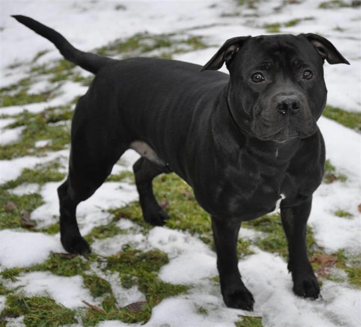 Staffordshire bull terrier Eddie billede 19