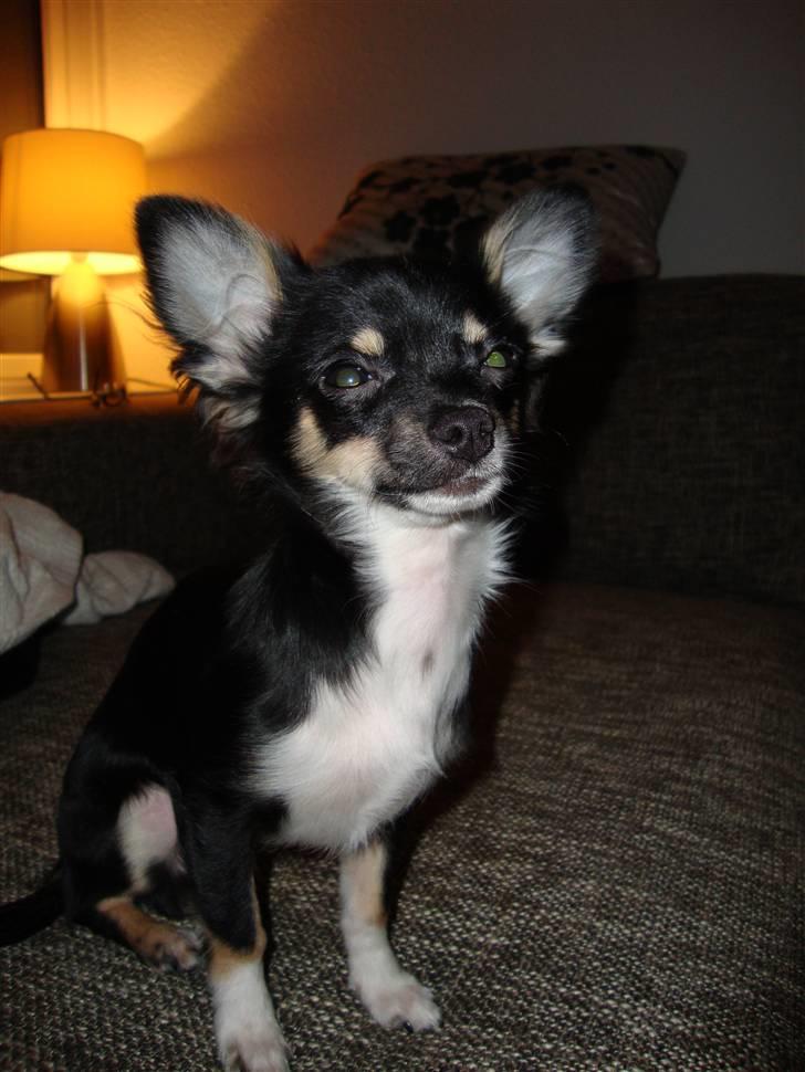 Chihuahua Armani - Vores lille stjerne billede 1