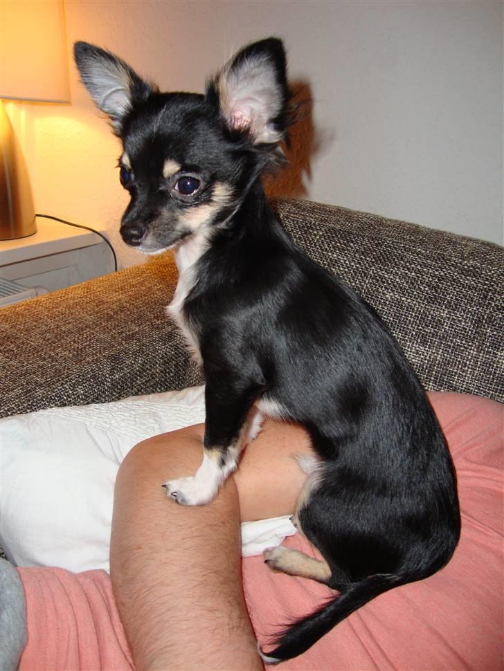 Chihuahua Armani - Hygger på fars arm billede 2
