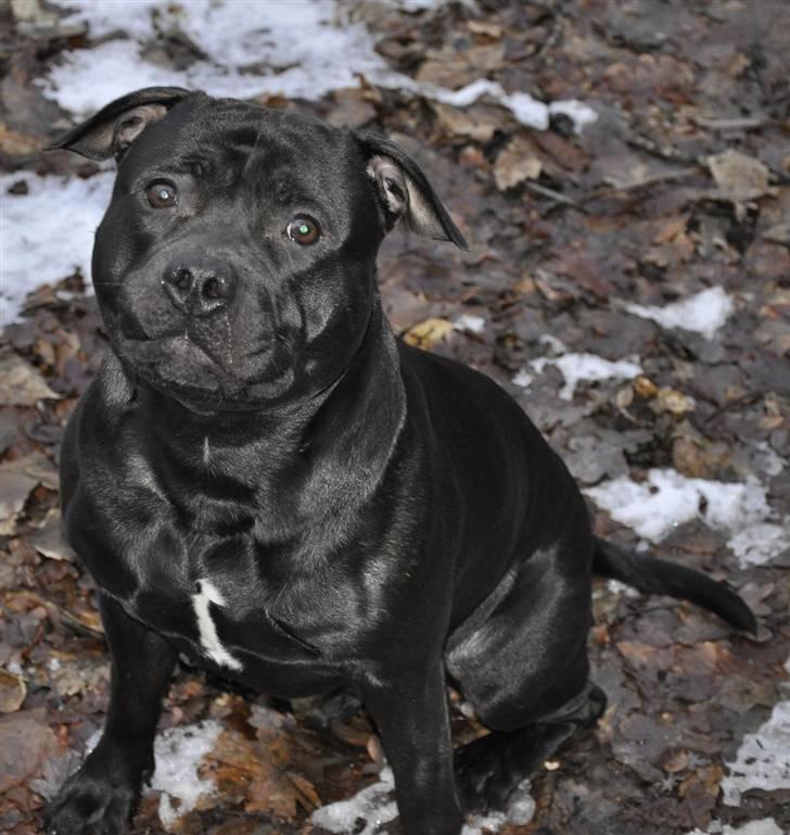 Staffordshire bull terrier Eddie billede 20