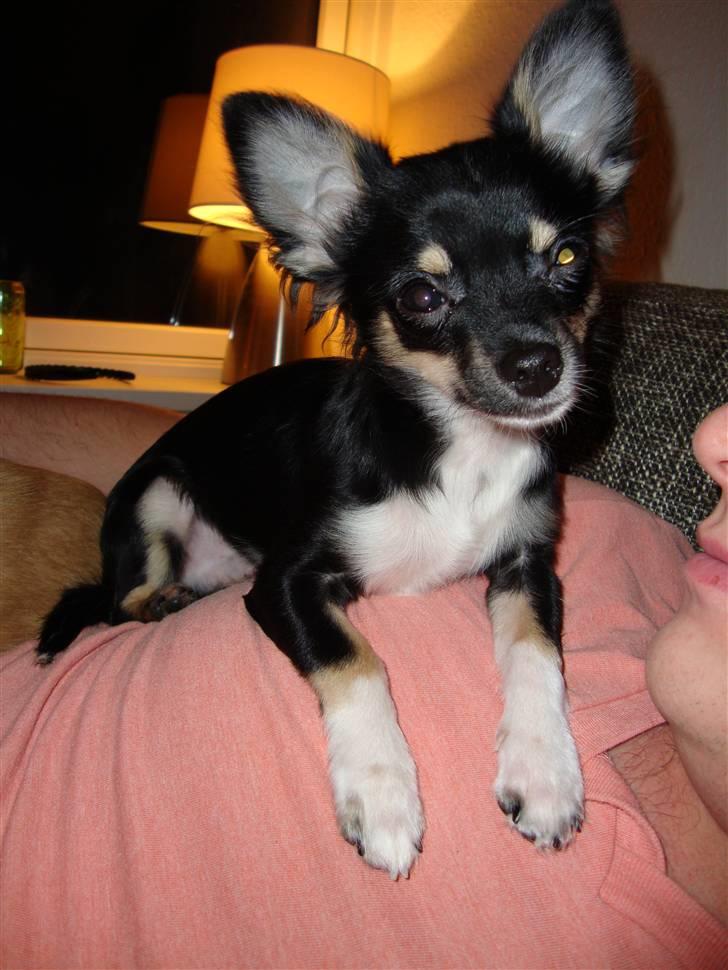 Chihuahua Armani - Ren afslapning :o) billede 3