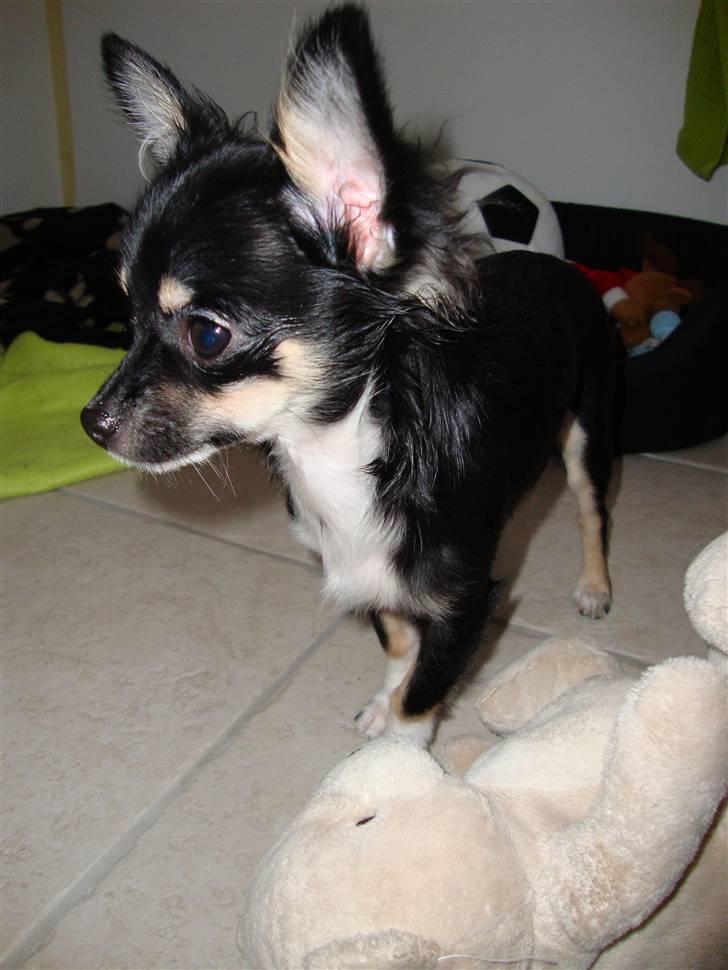 Chihuahua Armani - Jeg elsker bamser... billede 4
