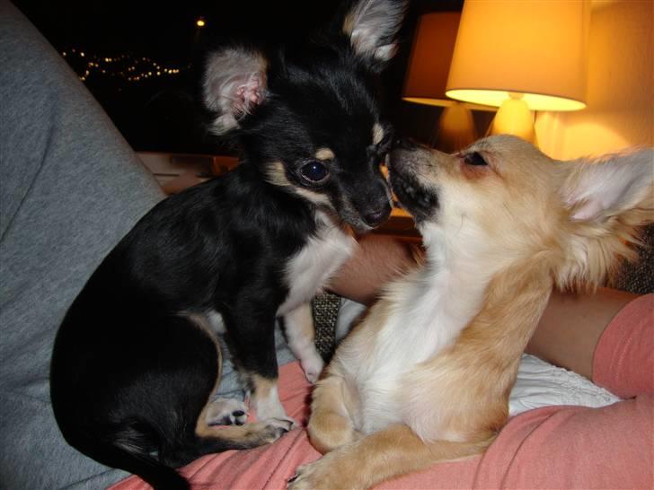 Chihuahua Armani - ,,,Men jeg elsker min bror højere billede 5