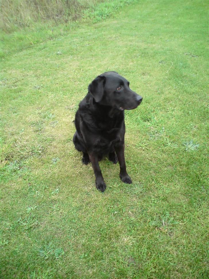Labrador retriever Dino - 20/4-11 R.I.P billede 7