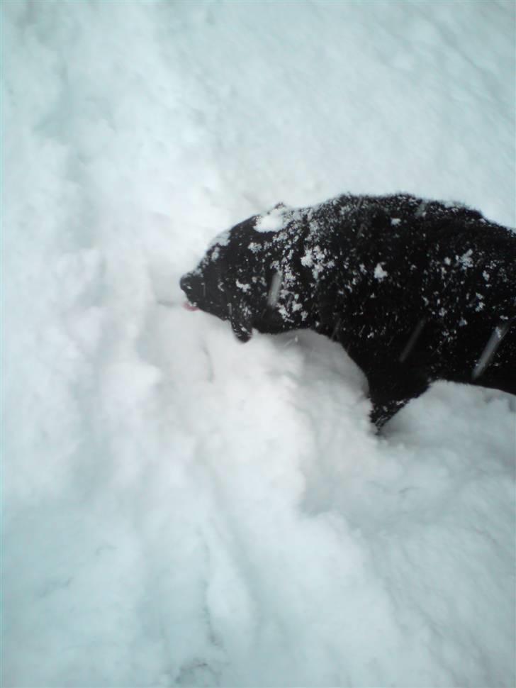 Labrador retriever Dino - 20/4-11 R.I.P - Snehunden Dino !! ;D billede 8