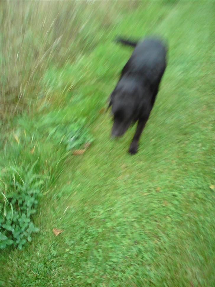 Labrador retriever Dino - 20/4-11 R.I.P - Ude og gå tur ! .. Dejliigt <3(: billede 9