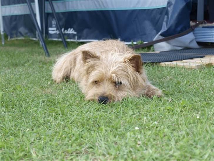 Cairn terrier **Mickey** billede 2