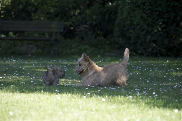 Cairn terrier **Mickey** billede 3