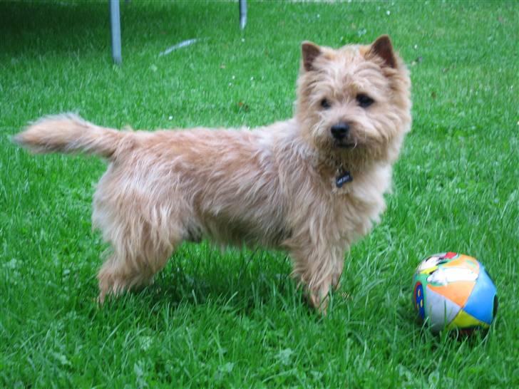 Cairn terrier **Mickey** billede 4