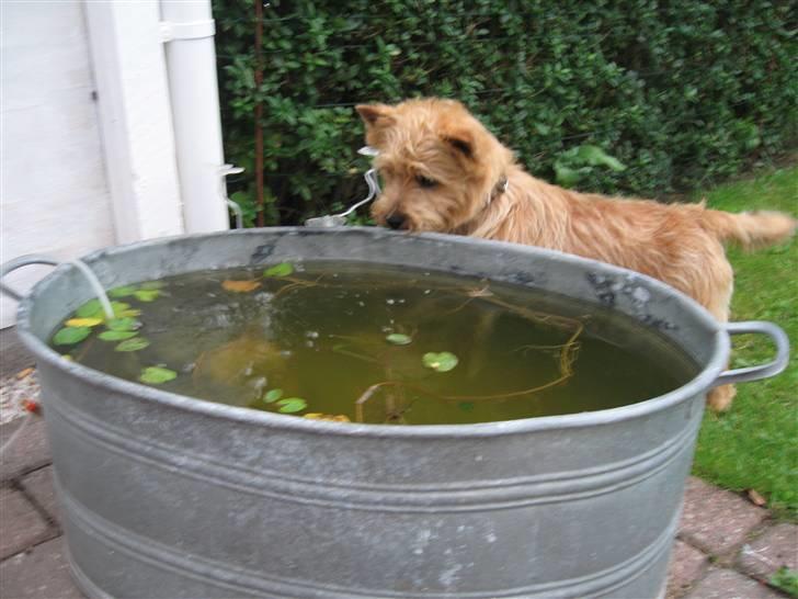 Cairn terrier **Mickey** billede 5