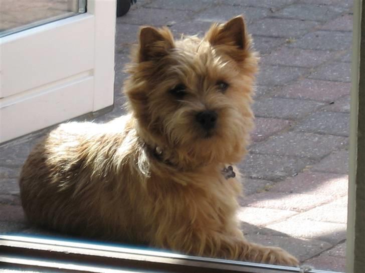 Cairn terrier **Mickey** billede 6