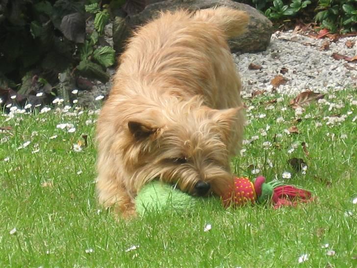 Cairn terrier **Mickey** billede 7