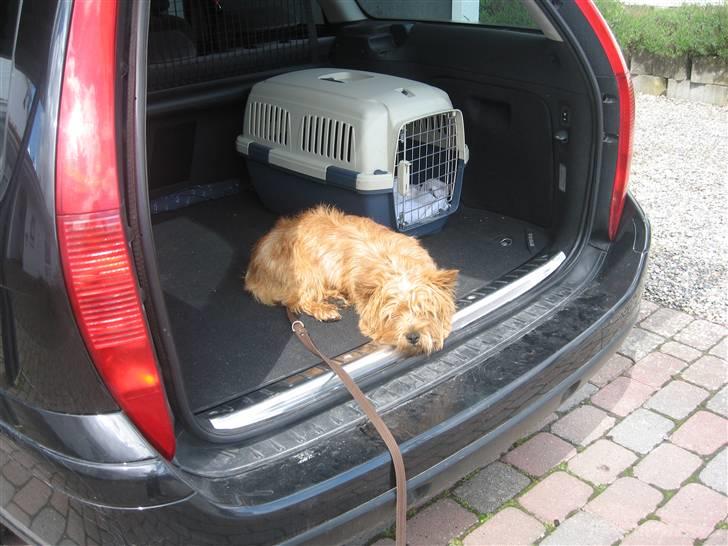 Cairn terrier **Mickey** billede 8