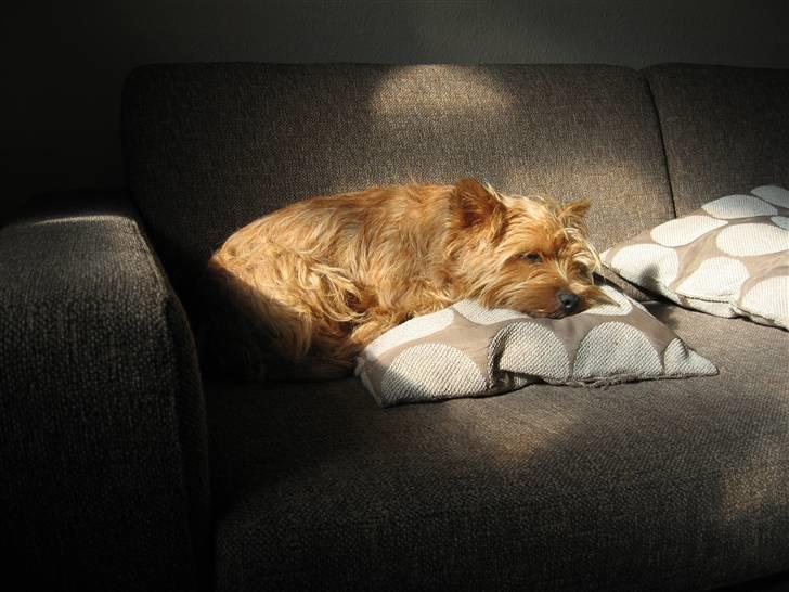 Cairn terrier **Mickey** billede 9