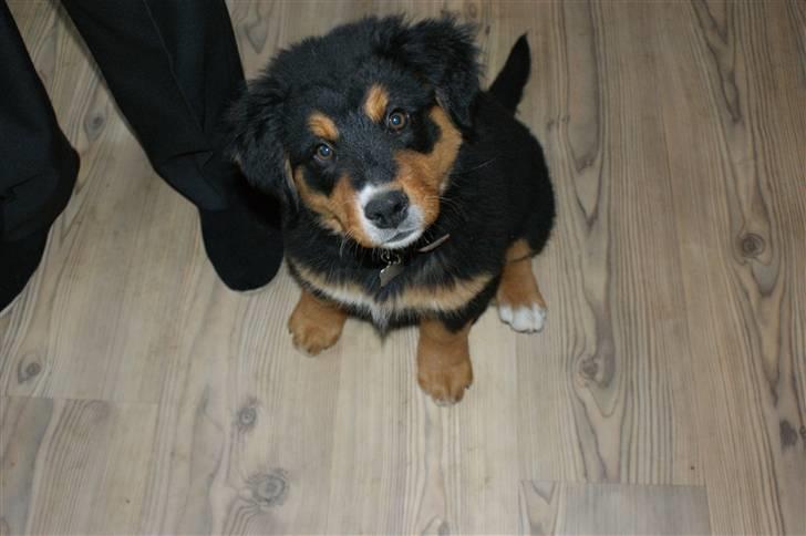 Blanding af racer bamse billede 1