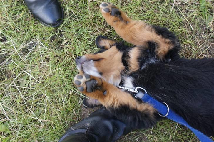 Blanding af racer bamse billede 3