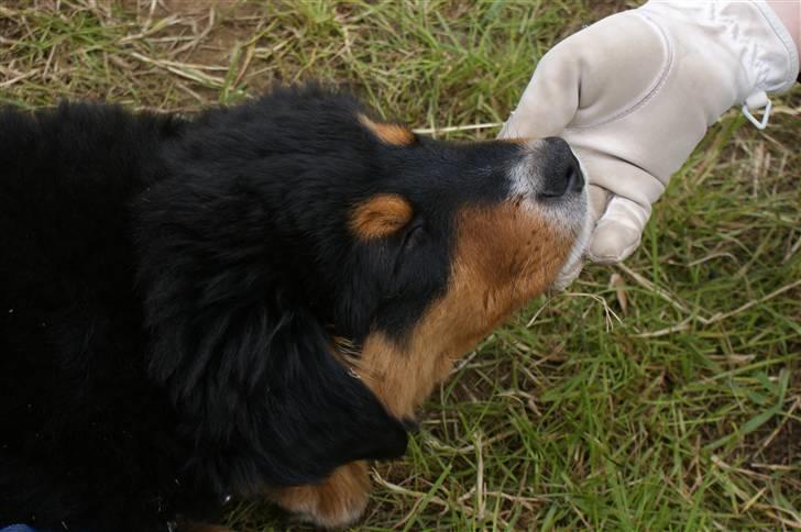 Blanding af racer bamse billede 4