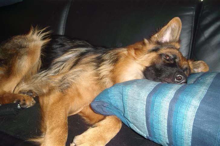 Schæferhund Victor - Min sofa, har godt nok en hunde seng men denne her er nu bare god at sove i ;o) billede 18