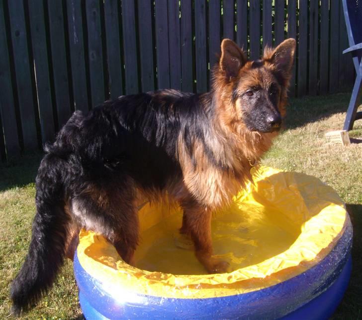 Schæferhund Victor - Denne her lille pool ......ja hvad skal jeg dog sige.......?  billede 8