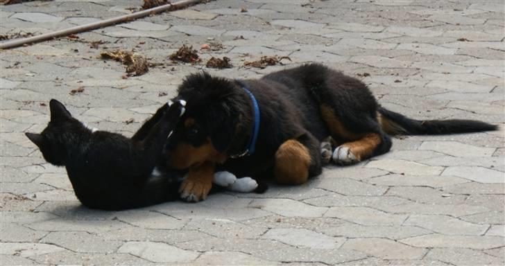 Blanding af racer bamse - bamse leger med katten billede 5