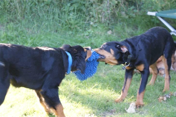 Blanding af racer bamse billede 6