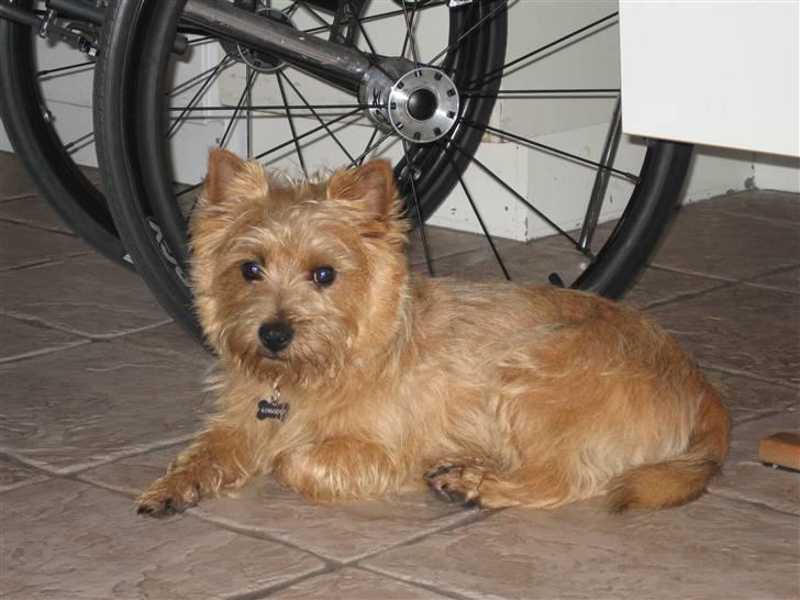 Cairn terrier **Mickey** billede 10